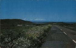 Wild flowers along Pierce Point Road, beaches in distance Postcard