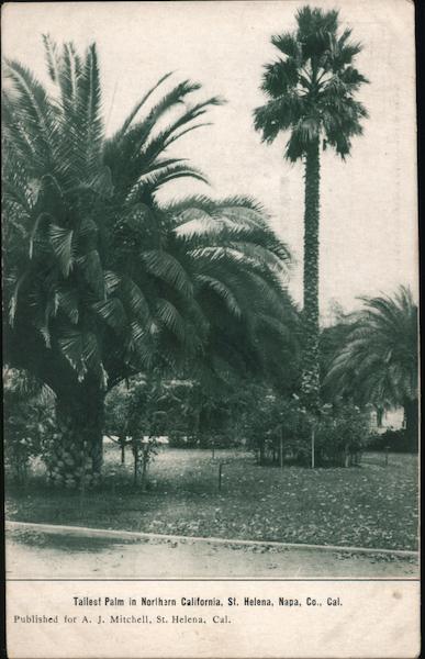 Tallest Palm in Northern California, Napa Co. Saint Helena