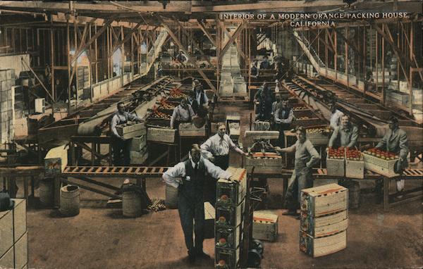 Interior of a Modern Orange Packing House in California
