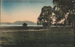 The Oaks on the Shore of Clear Lake Clearlake, CA Postcard Postcard Postcard