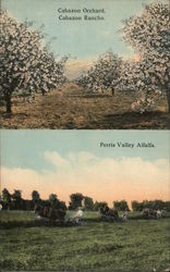 Cabazon Orchard, Cabazon Rancho, Perris Valley Alfalfa Postcard