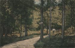 Among the Pines Napa, CA Postcard Postcard Postcard