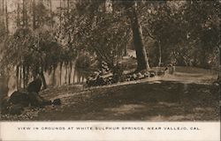 View in Grounds at White Sulphur Springs Vallejo, CA Postcard Postcard Postcard