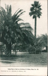 Tallest Palm in California Postcard