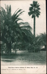 Tallest Palm in Northern California, Napa Co. Postcard