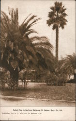 Tallest Palm in Northern California Napa Co., Cal. Postcard