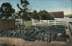 The "Pigturesque" Hotel Potter in Santa Barbara, California Postcard