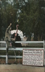 Cawston Ostrich Farm. Man with fenced ostrich Pasadena, CA Postcard Postcard Postcard