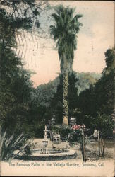 The Famous Palm in the Vallejo Garden Sonoma, CA Postcard Postcard Postcard