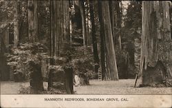 Mammoth Redwoods, Bohemian Grove Postcard