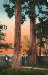 Giant Eucalyptus - New Lumber Industry Watsonville, CA Postcard Postcard Postcard