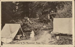 Camping in the Redwoods Postcard