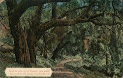 Under the Oaks on the Santa Ysabel Road, near the Hot Springs Postcard