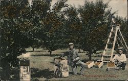 Boxing Apricots Postcard