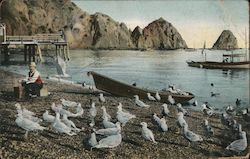 The Sea Gulls at Avalon Postcard
