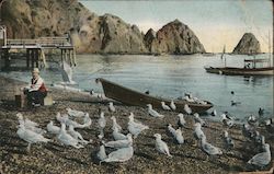 The Sea Gulls at Avalon Santa Catalina Island, CA Postcard Postcard Postcard