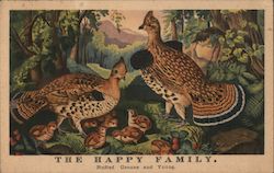The Somerset. Currier & Ives room. The Happy Family. Ruffed Grouse and Young. Postcard