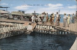 Turtle Crawls Postcard