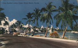 Palm Studded Indian Creek Postcard