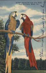 Rare Bird Farm. Parrots eat from your hand. Map. Postcard