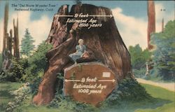 The Del Norte Wonder Tree Postcard