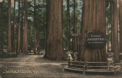Lane's Redwood Flat Postcard
