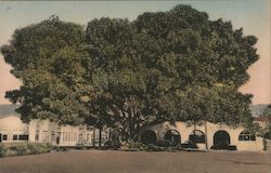 Moreton Bay Fig Tree, Southern Pacific Station Grounds Santa Barbara, CA Karl Obert Postcard Postcard Postcard