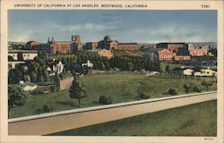 University of California at Los Angeles Postcard