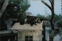 Spider Monkeys at Play - Universal Studios Entertainment Center Universal City, CA Postcard Postcard Postcard