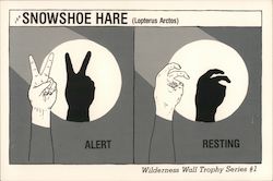 Snow Shoe Hare alert and resting. Wall Hand Shadows. Wilderness Wall Trophy Series #1 Postcard