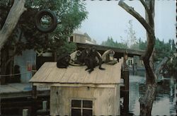 SPIDER MONKEYS at play - Universal Studios Entertainment Center Postcard