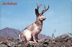 Jakalope. Jackrabbit with antelope antlers Postcard