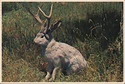 The Fabulous JACKALOPE of North America Postcard