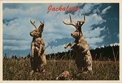 The Fabulous Jackalope Postcard