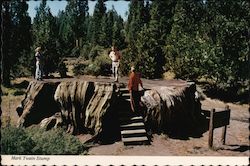 People Standing on Mark Twain's Stump in Kings Canyon National Park, CA Postcard