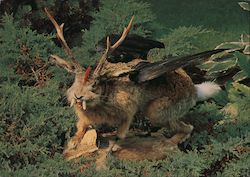 German Hunting and Fishing Museum. Wolpertinger. Rabbit with antlers, wings and fangs Postcard