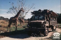 Kilimanjaro Safaris - Walt Disney World's Animal Kingdom Postcard