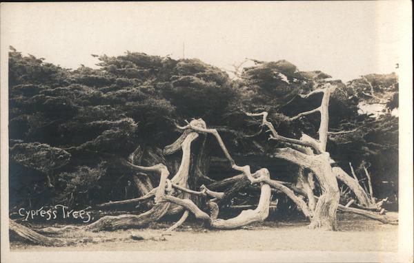 Cypress Trees - 17 Mile Drive Pacific Grove California