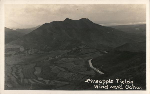Pineapple Fields Windward, Oahu Hawaii