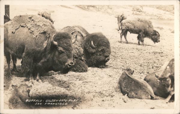 Buffalo - Golden Gate Park San Francisco California