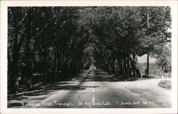 Famous Tree Tunnel Saint Helena California