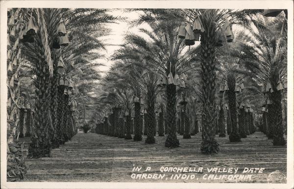 In a Coachella Valley Date Garden Indio California