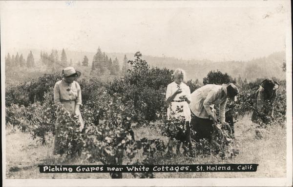 Picking Grapes Near White Cottages Saint Helena California