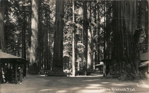 Lane's Redwood Flat Piercy California Patterson Photograph