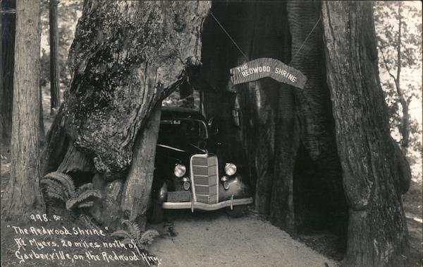 The Redwood Shrine. Car driving through narrow tree Redwood Highway California