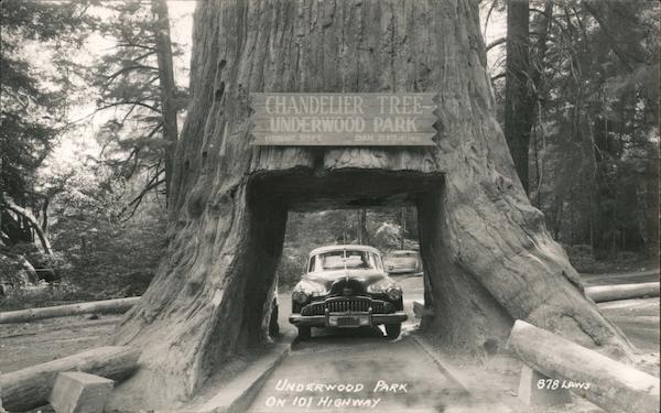 Chandelier Tree, Underwood Park Leggett California