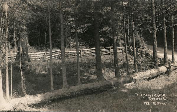 Never Dying Redwood Crescent City California