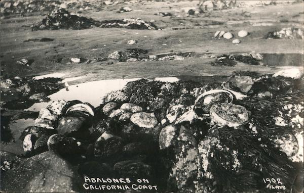 Abalones on California Coast 1902