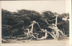 Cypress Trees - 17 Mile Drive Pacific Grove, CA Postcard Postcard Postcard