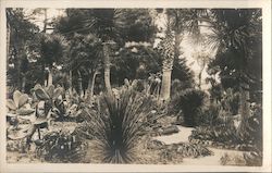 Cactus Garden, Del Monte Hotel California Postcard Postcard Postcard